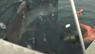 Tiburón sorprende a nadador en aguas de Australia y le pega el susto de su vida
