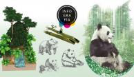 Xin Xin, la única panda gigante en el mundo que no es de China… es mexicana