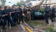 Caída de árbol en Ecatepec deja 3 heridos y un muerto