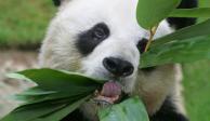 An An era el panda gigante macho más viejo del mundo; murió a los 35 años, el equivalente a 105 años para los seres humanos.