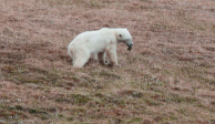 Oso polar sufre al atacar su lengua en una lata
