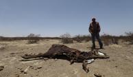 Un hombre ve una vaca muerta en Ramos Arizpe, Coahuila, en junio pasado.