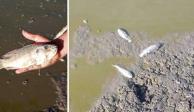 Muerte de peces en&nbsp;Jagüey de "Las Lunas", Puebla