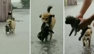Perrito salvó a un cachorro de una inundación.