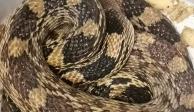 Una serpiente de metro y medio de largo, fue encontrada este lunes 22 de agosto en la estación Boulevard Puerto Aéreo de la Línea 1 del Metro.
