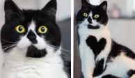 La gatita Zoe, popular en redes sociales por el pecho negro en su corazón