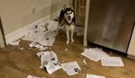 En la imagen, el perro que destrozó las tareas de alumnos