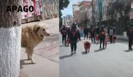Perrito en situación de calle se pone triste durante desfile de animales de compañía.