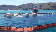Marina y gobierno de Baja California Sur trabajan para preservar el medio ambiente marino en Playa Balandra