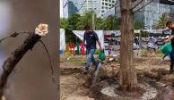 “Ahuehuete de Reforma requiere aislamiento”, recomiendan expertos arboristas