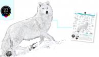 Maya, primer lobo ártico clonado en un esfuerzo de conservación histórico<br>