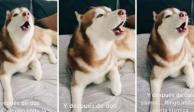 Perrito "sísmico" se vuelve viral por imitar el sonido de la alerta para temblores.