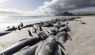 Mueren más de 400 ballenas tras quedar varadas en playas de Nueva Zelanda.