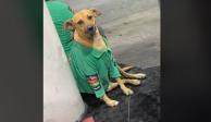 "Perrito de la gas" cautiva en TikTok por su trabajo como despachador en una gasolinera