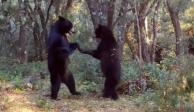 Captan a dos osos "bailando" en sierra de Saltillo, Coahuila (VIDEO)