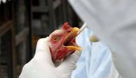 El 14 de octubre del 2022 el Senasica reportó en su portal oficial un caso de Influenza Aviar H5N1 en un ave silvestre.