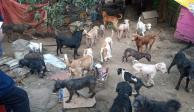 Maltrato animal: PAOT rescata a más de 100 perros en Tlalpan, algunos en mal estado