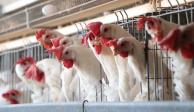 Controlan brote de gripe aviar en Yucatán; 312 mil 756 aves resultaron infectadas