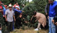 Alcaldía Tlalpan arranca corte y venta de árboles naturales de navidad
