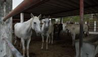 Detectan en Chiapas matanza de caballos en la clandestinidad,