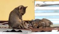 Gatita alimenta a sus bebés gatitos con pescado que le regalaron