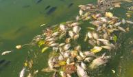 Investigan muerte masiva de peces en el Lago de Chapultepec
