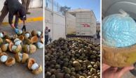 Autoridades mexicanas detectaron fentanilo, un opioide sintético, escondido adentro de cocos