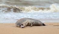 Aparecen mil 700 focas muertas en el Mar Caspio, al sur de Rusia