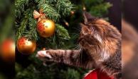 Así puedes hacer que tu gatito se mantenga alejado del árbol de Navidad para que no lo vuelva a destruir
