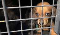 Autoridades rescataron a 17 perritos de un criadero clandestino en la Ciudad de México.