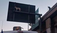 Un perrito queda atrapado a más de 10 metros de altura en la parte de atrás de una señalética vial en la capital de San Luis Potosí