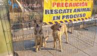 Dos canes rescatados observan a los visitantes en el refugio, ayer.