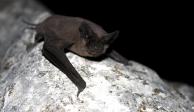 Animales salvajes, como los murciélagos, pueden propagar la rabia.