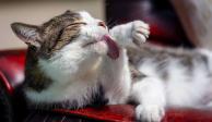 Aunque los gatos practiquen sus propios hábitos de higiene, es importante cuidarlos también.