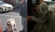 El perrito fue trasladado a las instalaciones de la Brigada de Vigilancia Animal, al sur de la Ciudad de México.