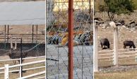En un rancho de Jalisco, elementos de la FGR y la Sedena salvan a un tigre de bengala, siete búfalos y dos avestruces