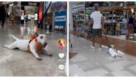 El perrito se acuesta en una plaza y su humano se ve en la necesidad de arrastrarlo por el centro comercial.