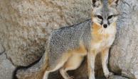 Un zorro gris infectó a un Husky de rabia; autoridades de Sonora están en vigilancia.