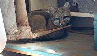 Así rescataron los elementos de la Brigada de Vigilancia Animal a zorro gris de un domicilio de la alcaldía Coyoacán