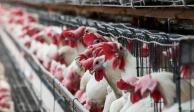 Retira Agricultura cuarentena de gripe aviar en Yucatán.