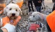 Así fue el rescate con vida de un perrito atrapado en los escombros en Turquía