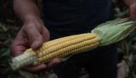 México busca limitar exportaciones de maíz transgénico.