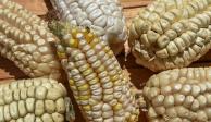 Concamin pide a Economía evitar otro conflicto comercial con EU por maíz transgénico