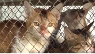 Hallan 2 mil gatitos muertos en un matadero de ganado en Vietnam; iban a usarlos para remedios medicinales