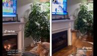 "Mi perro ama las noticias"; "lomito" ve programas informativos en TV, por horas y sin distraerse