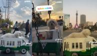 "Súbale, súbale, paso por Anillo Periférico": Perrito trabaja de microbusero para ganarse la croqueta