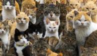 Los gatitos impulsan la economía japonesa de maneras inimaginables.