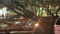 Caída de árboles y cortes de luz en la alcaldía Coyoacán