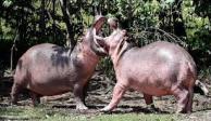De acuerdo a la AZCARM los hipopótamos han aumentado en los márgenes del Río Magdalena en Colombia.