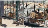 Elementos de Protección Civil aseguran 4 tigres en Tlaquepaque, Jalisco